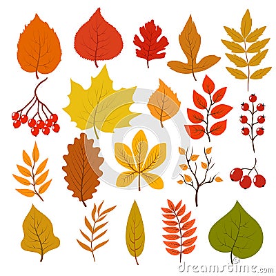 Golden and red autumn leaves, brunches and berries. Fall leaf vector cartoon collection isolated on white background Vector Illustration