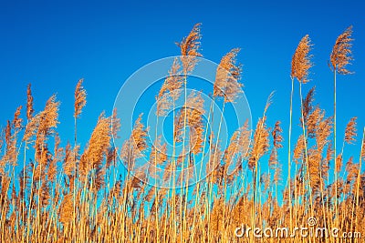 Golden Reeds against sun and blue sky. Reeds near the lake. Back Stock Photo