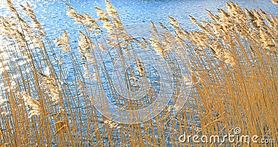 Golden reeds Stock Photo