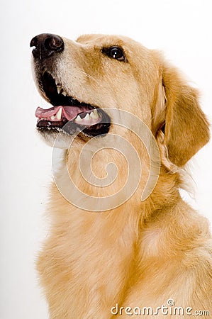 Golden Retreiver Stock Photo