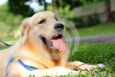 Golden Retriever Stock Photo