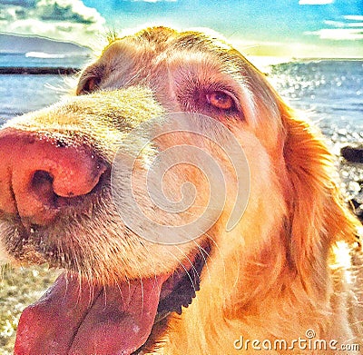 Golden Retriever Editorial Stock Photo