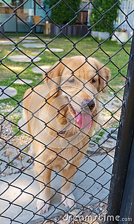 Golden Retriever in Cage Stock Photo