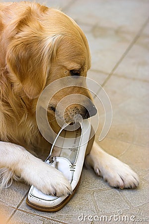 Golden retriever chewing a shoe Stock Photo