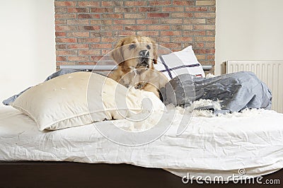 Golden retriever demolishes a pillow Stock Photo