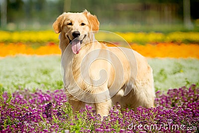 Golden retriever dog Stock Photo