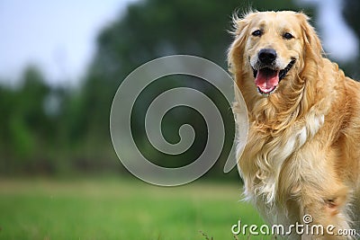 Golden retriever dog Stock Photo