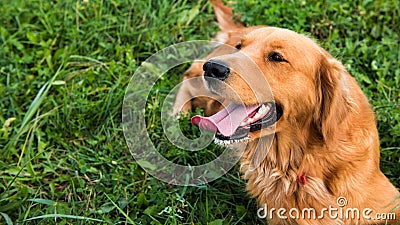 Golden retriever dog. Gorgeous pet dog lying down on grass, with tongue sticking out, looking away Stock Photo