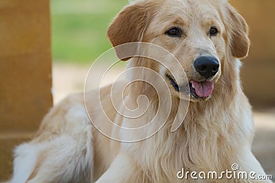 Golden retriever dog Stock Photo
