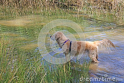 Golden retriever dog looking for fowl to retrieve Stock Photo