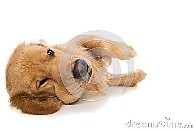 Golden Retriever Dog Looking Tired Royalty Free Stock Images - Image