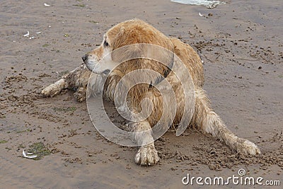 A Golden Retriever dog lounged in the sand after bathing and now lies wet and dirty and looks aside Stock Photo
