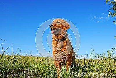 Golden retriever dog portrait Stock Photo