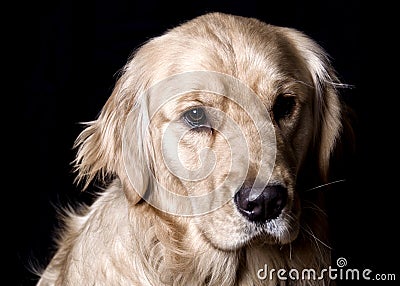 Golden Retriever Dog - Black Background Portrait Stock Photo