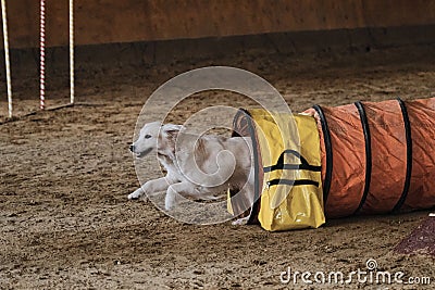 Golden retriever dog quickly runs out of tunnel and sand flies from under its paws. Speed and agility, sports with pet. Agility Stock Photo