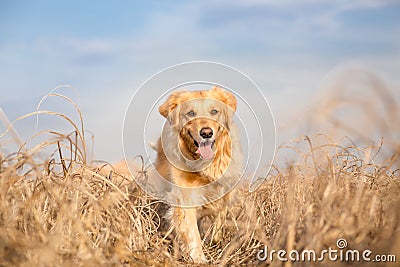 Golden retriever dog running Stock Photo
