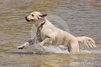 Golden Retriever dog running in the sea Stock Photo
