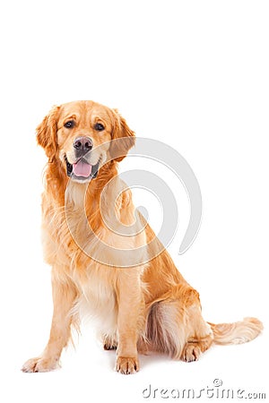 Golden retriever dog sitting on white Stock Photo