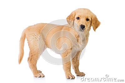 Golden retriever dog standing isolated in white background Stock Photo