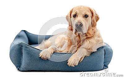 Golden retriever dog at white background Stock Photo