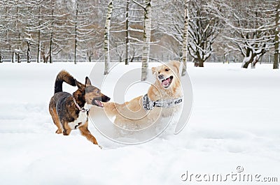 The Golden retriever. Dogs play with each other. Stock Photo