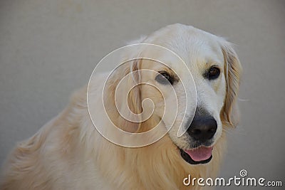 Golden retriever face dog with smile, Le muy, France Stock Photo