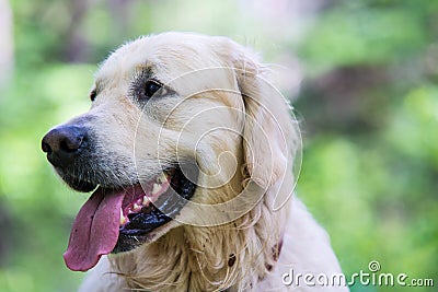 Golden Retriever Stock Photo