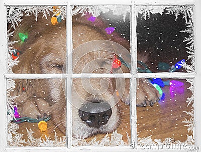 Golden retriever with holiday lights in window Stock Photo