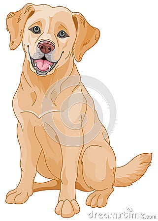 Golden Retriever Vector Illustration