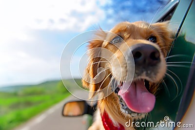 Golden Retriever Looking Out Of Car Window Stock Photo