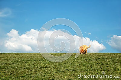 Golden Retriever in the Park Stock Photo