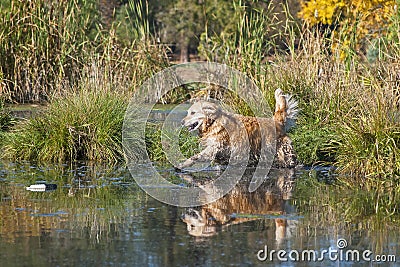 Golden Retriever Performing a Water Retrieve Stock Photo