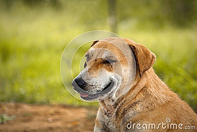 golden retriever portrait of a half Sleeping Dogs Pet friendly Stock Photo