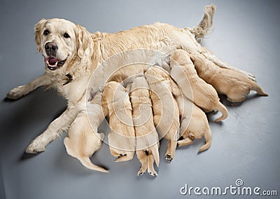 Golden retriever with puppies Stock Photo