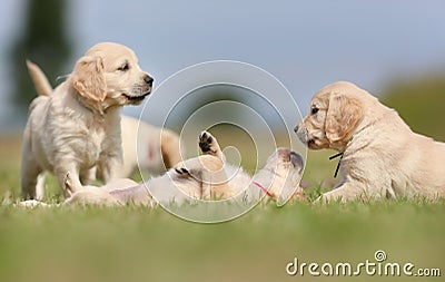 Golden retriever puppies having fun Stock Photo