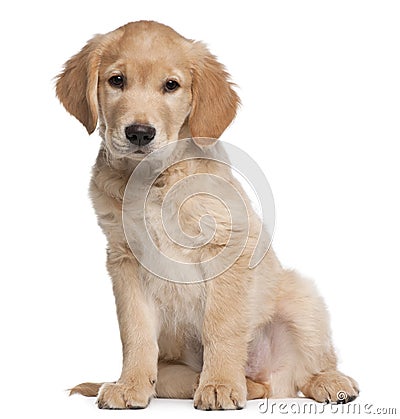 Golden Retriever puppy, 2 months old, sitting Stock Photo