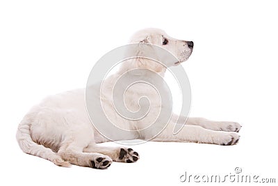 Golden retriever puppy Stock Photo