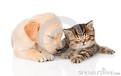 Golden retriever puppy dog and british cat sleeping together. isolated Stock Photo