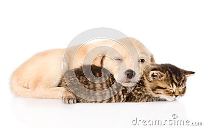 Golden retriever puppy dog and british cat sleeping together. isolated Stock Photo