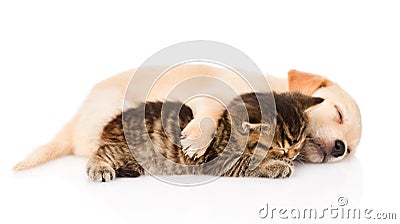 Golden retriever puppy dog and british cat sleeping together. isolated Stock Photo