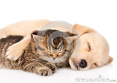 Golden retriever puppy dog and british cat sleeping together. isolated Stock Photo