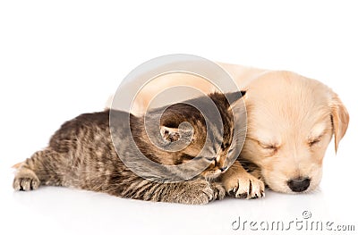 Golden retriever puppy dog and british cat sleeping together. isolated Stock Photo