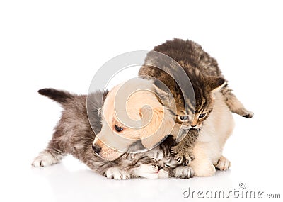 Golden retriever puppy dog and british cats fight. isolated Stock Photo