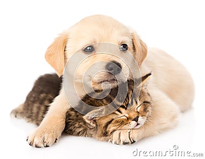 Golden retriever puppy dog hugging sleeping british cat. isolated Stock Photo