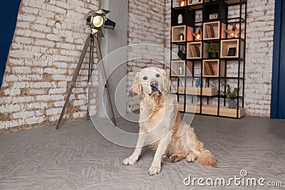 Golden retriever puppy dog in loft modern room photo studio Stock Photo