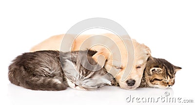 Golden retriever puppy dog sleep with two british kittens. isolated Stock Photo
