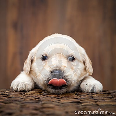 Golden Retriever Puppy Stock Photo