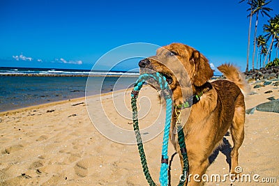 Golden retriever puppy on the shore beach Stock Photo