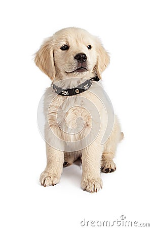 Golden Retriever Puppy Spiked Collar Stock Photo