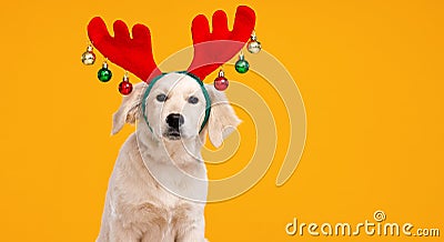 Golden Retriever puppy wearing red felted reindeer horns decorated with colored Xmas balls Stock Photo